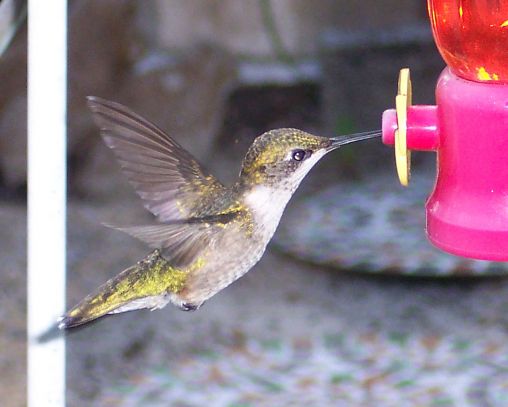 Hummingbird at one of the feeders.