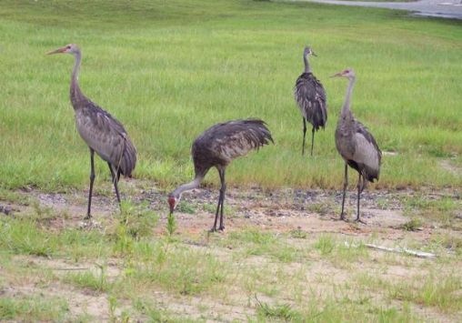 Sandhill Crane Family