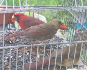Cardinal family in feeder outside my window.