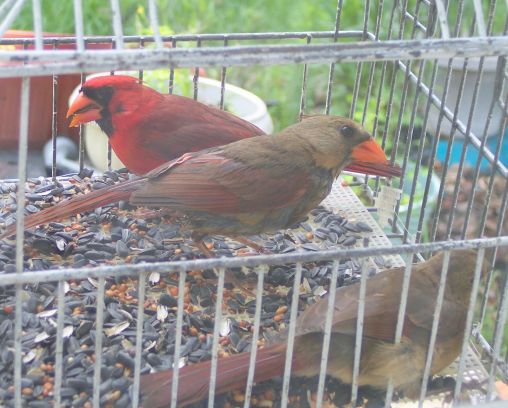 Cardinal family in feeder outside my window.