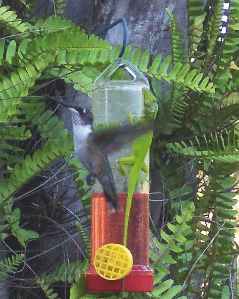Fly by  ( Lizard on the feeder).