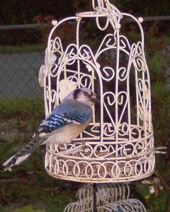 Blue Jay eating sunflower seeds from my bird cage feeder