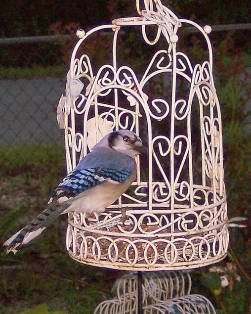 Blue Jay eating sunflower seeds from my bird cage feeder