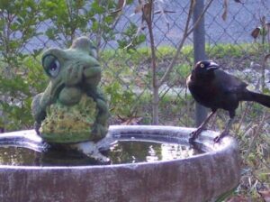 Blackbird.