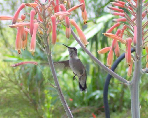 Humming bird at the aloe plant.