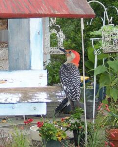 Red Headed Woodpecker