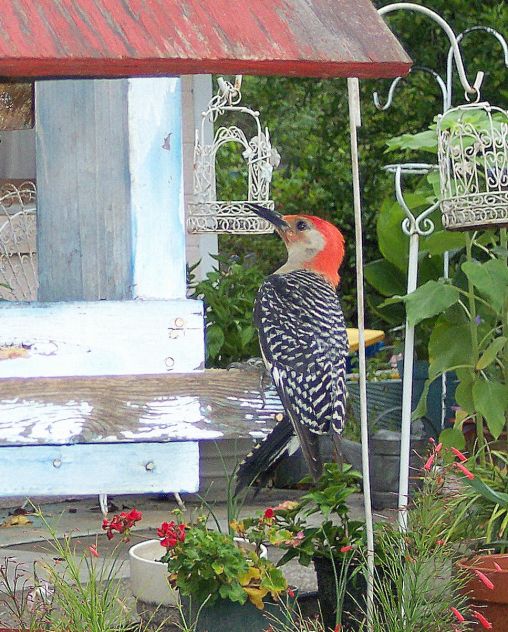 Red Headed Woodpecker