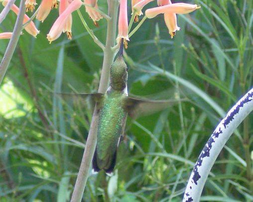 Getting a drink of aloe flower.