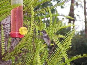 Cute little hummingbird.