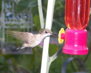 Hummingbird at my aloe plant.