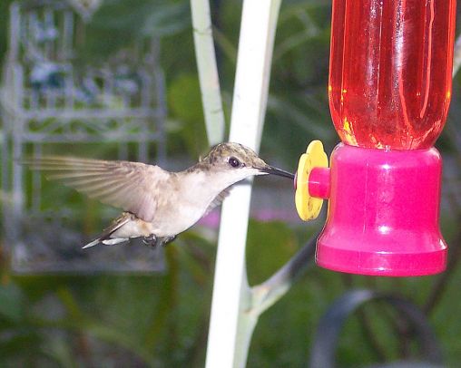 Hummingbird at my aloe plant.