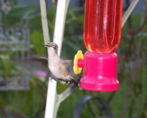 Hummingbird looking at me.