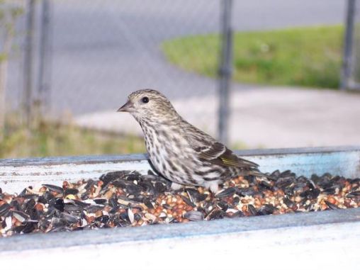 Pine Siskin