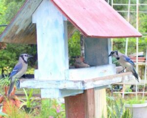 Bluejays waiting there turn at the feeder.