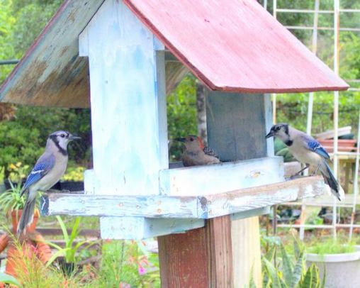 Bluejays waiting there turn at the feeder.