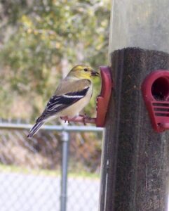 American Gold Finch