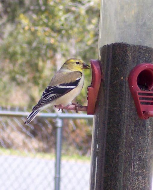 American Gold Finch