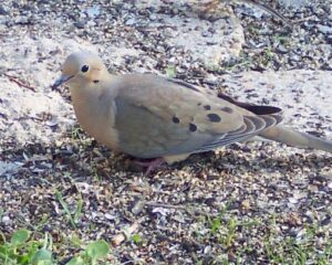 Morning Dove