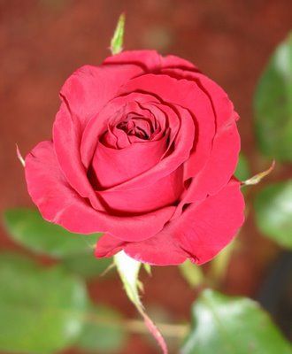 My first rose