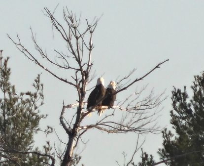 Eagles …. Love Birds ?