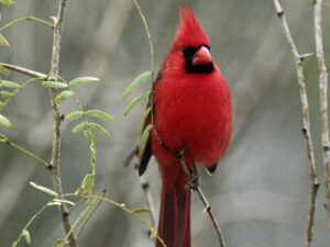 Any idea what kind of bird is this?