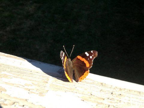 Anyone know what kind of butterfly this is?