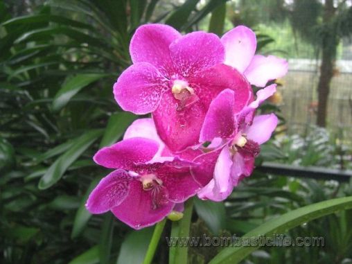 Orchid