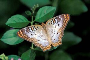A white peacock butterfly I spotted in my garden