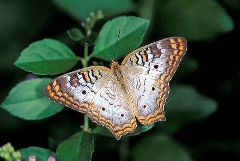 A white peacock butterfly I spotted in my garden