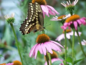 A butterfly in my garden