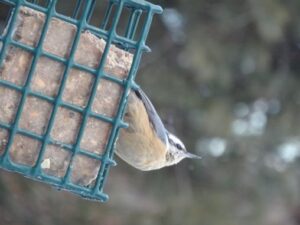 Rose breasted nuthach   feeding on  homemade  “organic ”   suet