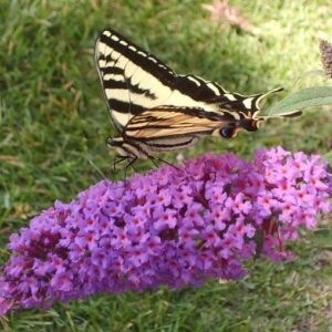 This was taken in my garden