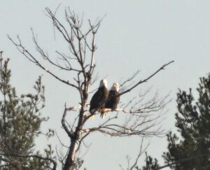 Eagles  ~  Love  Birds …