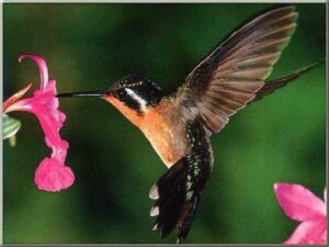 Hummingbird, not my pic, but I love it.