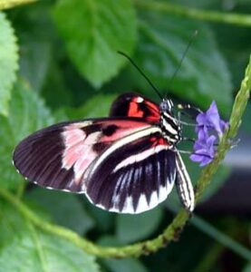 A lovely butterfly in my garden