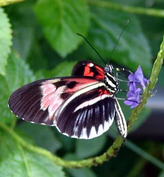 A lovely butterfly in my garden