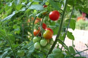 Look what I grew!