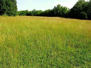 Lovely fescue in my garden