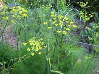 My fennel plant
