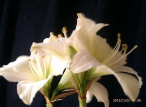 Amaryllis Blooms from my bulb in water with rocks.