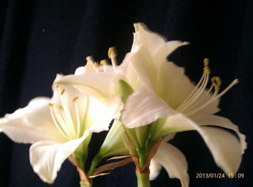 Amaryllis Blooms from my bulb in water with rocks.