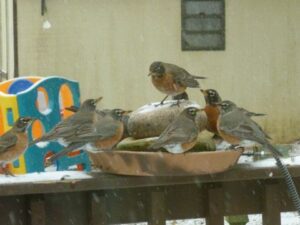 On a very snowy day there seemed to be one sure sign of spring.