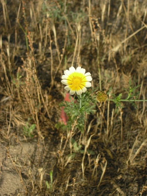 Dessert Flower