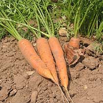 My first carrots