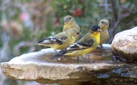 Birds in my garden