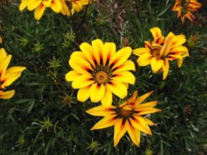 yellow flowers