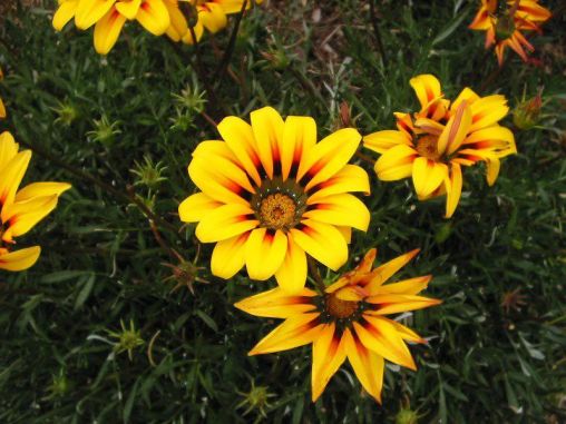 yellow flowers