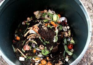 My compost bin. Is it too wet?