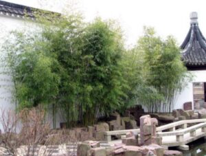 The bamboo which inpsired me to grow my own bamboos