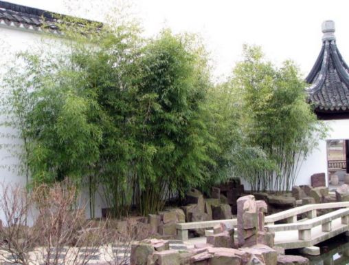 The bamboo which inpsired me to grow my own bamboos